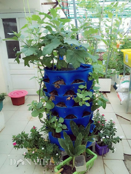 Trang trại mini ngập rau, cá, thỏ, gà... của mẹ 8X giữa lòng Hà Nội - 13