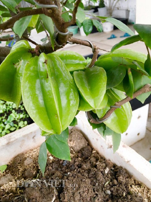 Trang trại mini ngập rau, cá, thỏ, gà... của mẹ 8X giữa lòng Hà Nội - 14