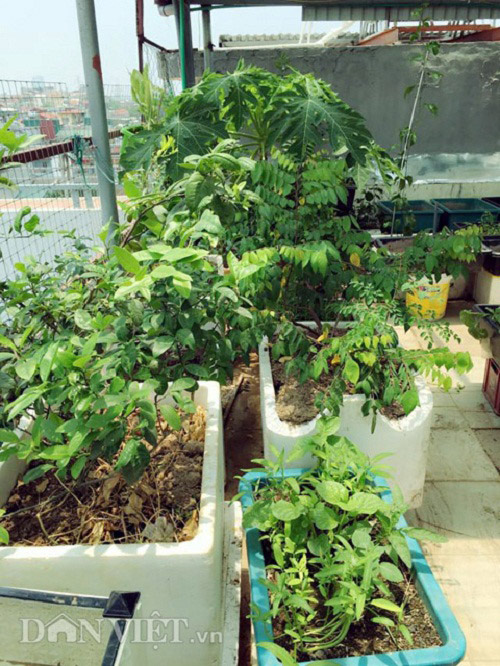 Trang trại mini ngập rau, cá, thỏ, gà... của mẹ 8X giữa lòng Hà Nội - 15