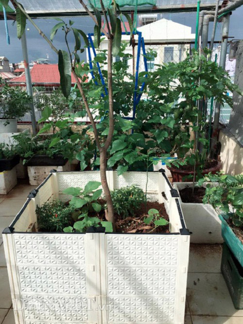 Trang trại mini ngập rau, cá, thỏ, gà... của mẹ 8X giữa lòng Hà Nội - 16