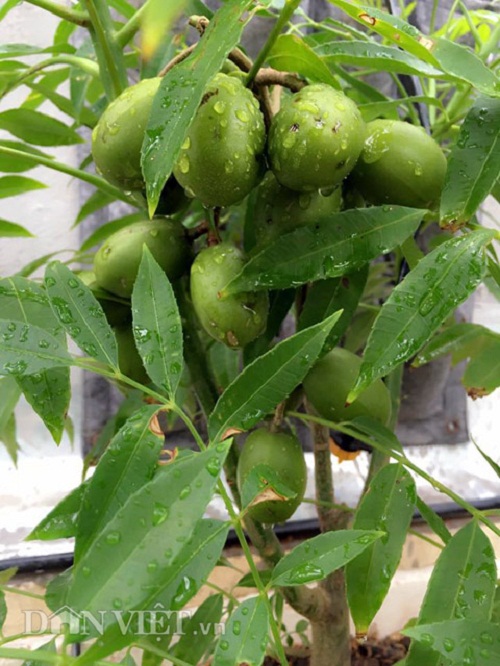 Trang trại mini ngập rau, cá, thỏ, gà... của mẹ 8X giữa lòng Hà Nội - 17