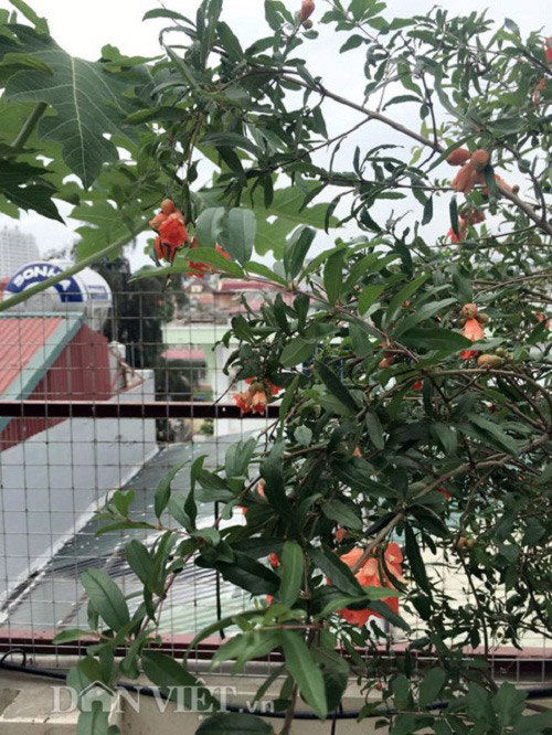 Trang trại mini ngập rau, cá, thỏ, gà... của mẹ 8X giữa lòng Hà Nội - 1