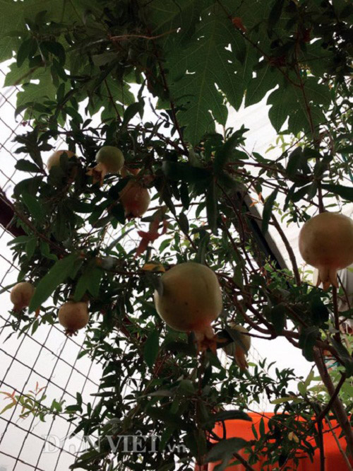 Trang trại mini ngập rau, cá, thỏ, gà... của mẹ 8X giữa lòng Hà Nội - 2