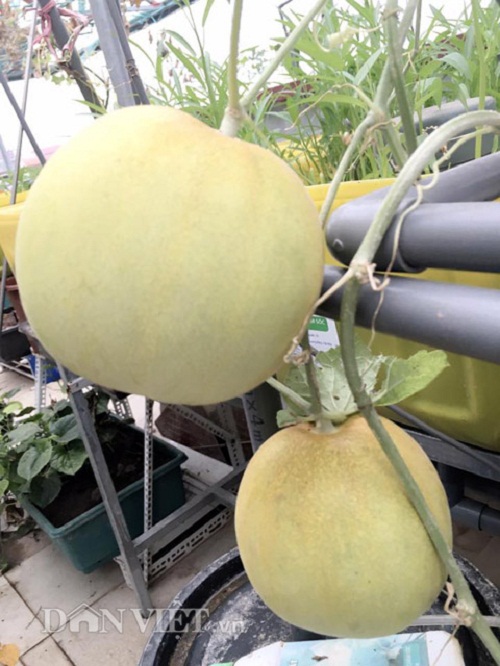 Trang trại mini ngập rau, cá, thỏ, gà... của mẹ 8X giữa lòng Hà Nội - 3