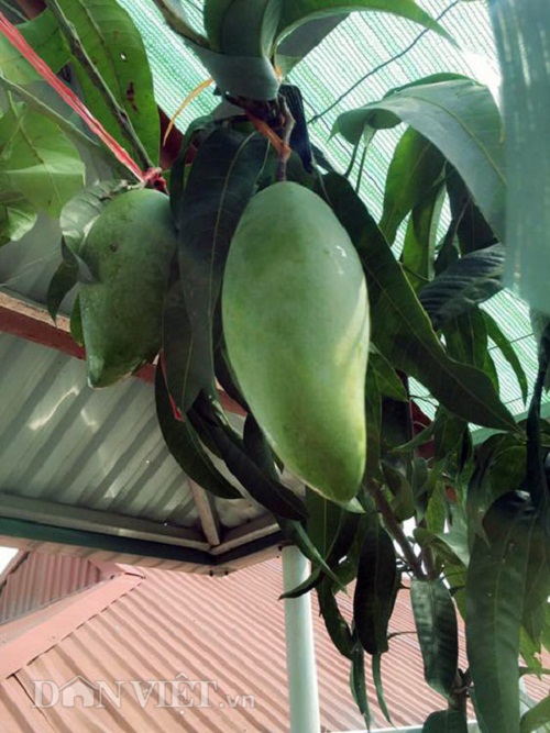 Trang trại mini ngập rau, cá, thỏ, gà... của mẹ 8X giữa lòng Hà Nội - 4