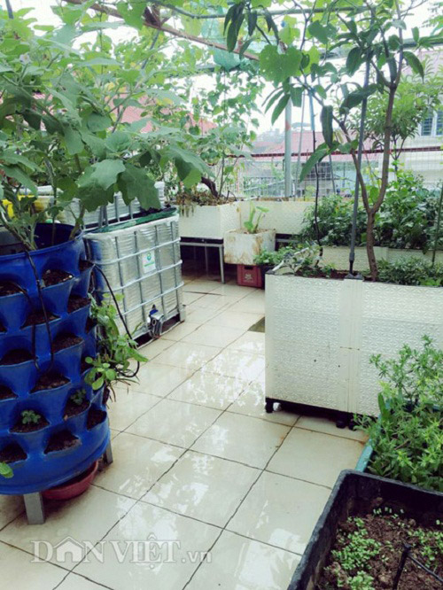 Trang trại mini ngập rau, cá, thỏ, gà... của mẹ 8X giữa lòng Hà Nội - 5