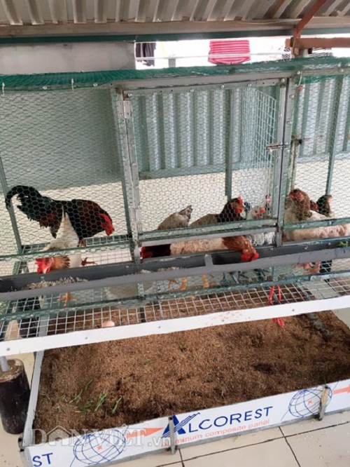 Trang trại mini ngập rau, cá, thỏ, gà... của mẹ 8X giữa lòng Hà Nội - 6