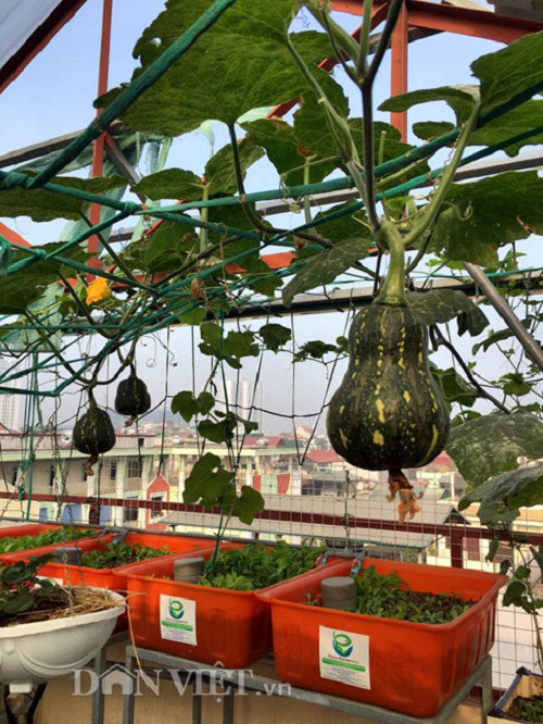 Trang trại mini ngập rau, cá, thỏ, gà... của mẹ 8X giữa lòng Hà Nội - 7