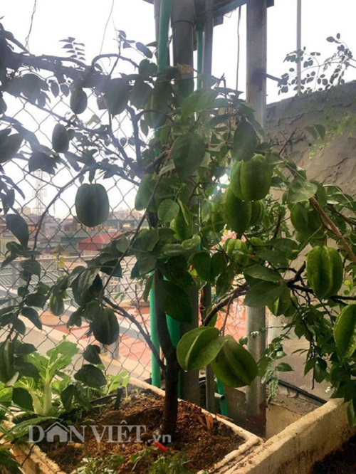 Trang trại mini ngập rau, cá, thỏ, gà... của mẹ 8X giữa lòng Hà Nội - 8