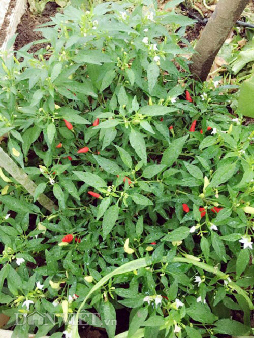 Trang trại mini ngập rau, cá, thỏ, gà... của mẹ 8X giữa lòng Hà Nội - 9