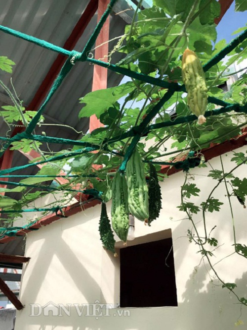 Trang trại mini ngập rau, cá, thỏ, gà... của mẹ 8X giữa lòng Hà Nội - 10