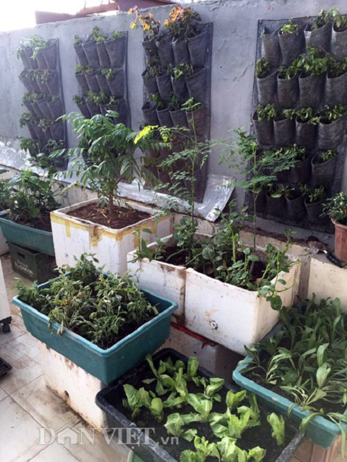 Trang trại mini ngập rau, cá, thỏ, gà... của mẹ 8X giữa lòng Hà Nội - 11