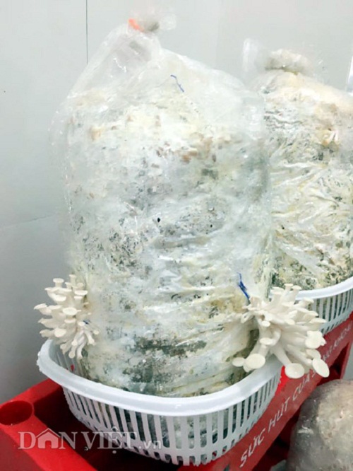 Trang trại mini ngập rau, cá, thỏ, gà... của mẹ 8X giữa lòng Hà Nội - 12