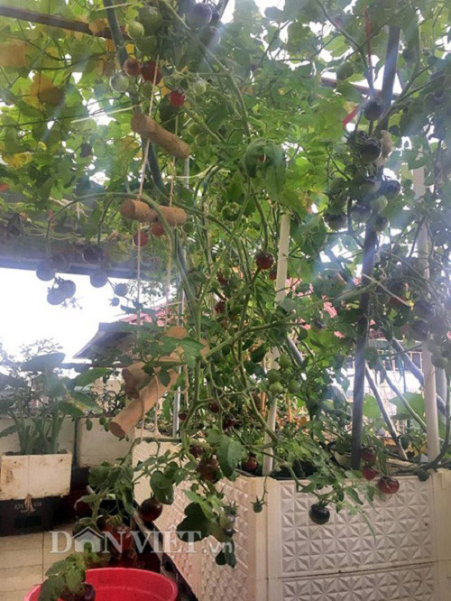 Trang trại mini ngập rau, cá, thỏ, gà... của mẹ 8X giữa lòng Hà Nội - 13