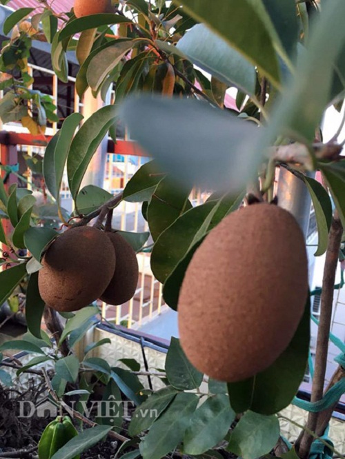 Trang trại mini ngập rau, cá, thỏ, gà... của mẹ 8X giữa lòng Hà Nội - 14