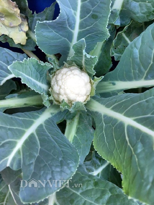 Trang trại mini ngập rau, cá, thỏ, gà... của mẹ 8X giữa lòng Hà Nội - 15