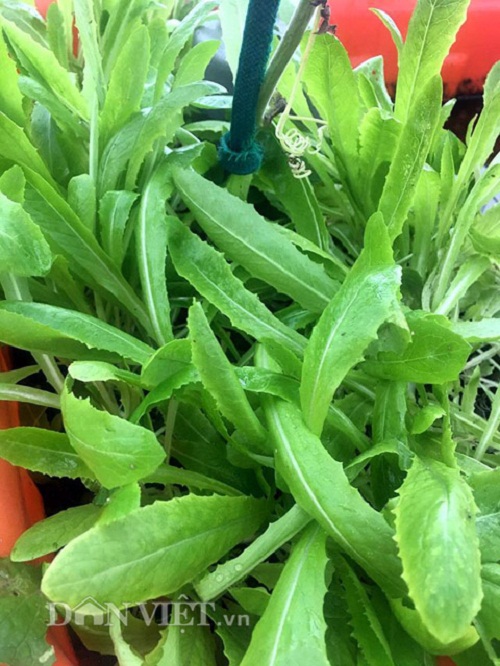 Trang trại mini ngập rau, cá, thỏ, gà... của mẹ 8X giữa lòng Hà Nội - 17