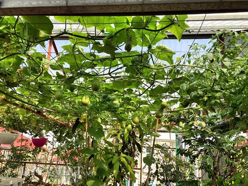 Trang trại mini ngập rau, cá, thỏ, gà... của mẹ 8X giữa lòng Hà Nội - 18