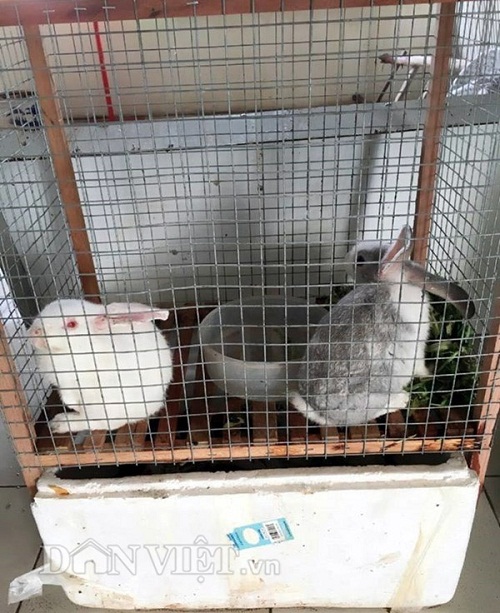 Trang trại mini ngập rau, cá, thỏ, gà... của mẹ 8X giữa lòng Hà Nội - 19