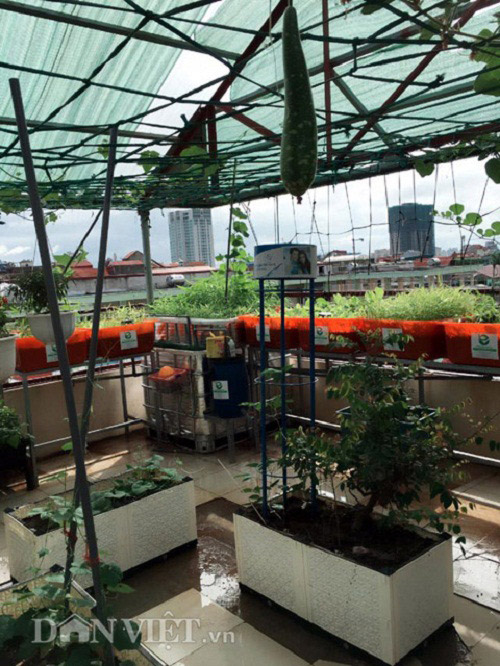 Trang trại mini ngập rau, cá, thỏ, gà... của mẹ 8X giữa lòng Hà Nội - 4