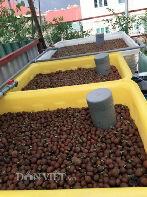 Trang trại mini ngập rau, cá, thỏ, gà... của mẹ 8X giữa lòng Hà Nội - 5