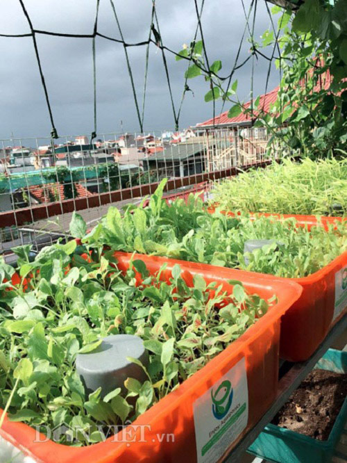 Trang trại mini ngập rau, cá, thỏ, gà... của mẹ 8X giữa lòng Hà Nội - 6