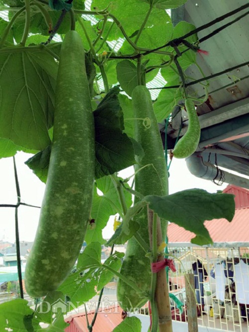 Trang trại mini ngập rau, cá, thỏ, gà... của mẹ 8X giữa lòng Hà Nội - 7