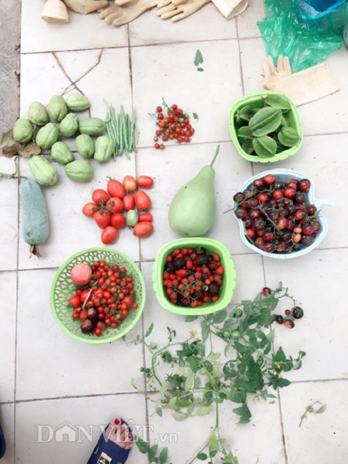 Trang trại mini ngập rau, cá, thỏ, gà... của mẹ 8X giữa lòng Hà Nội - 9