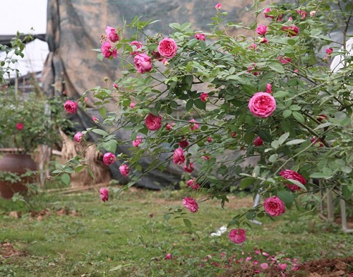 Chủ vườn hồng xinh đẹp tiết lộ bí quyết trị bệnh cho hoa - 1