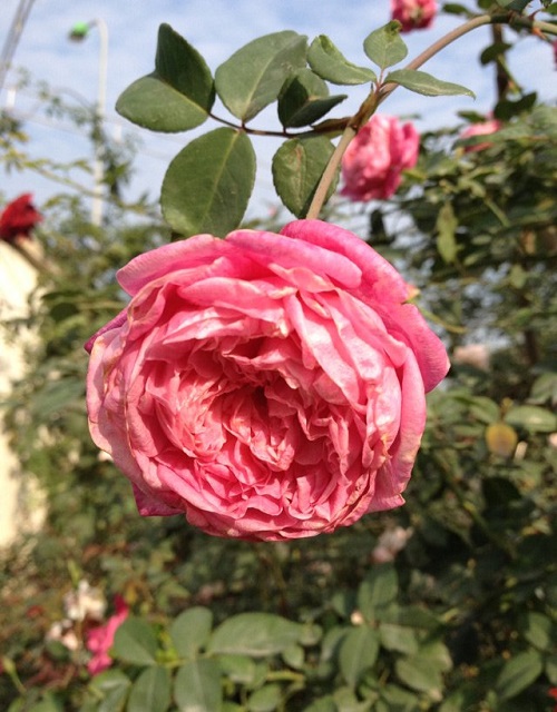 Chủ vườn hồng xinh đẹp tiết lộ bí quyết trị bệnh cho hoa - 2