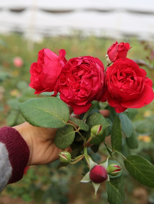 Chủ vườn hồng xinh đẹp tiết lộ bí quyết trị bệnh cho hoa - 3