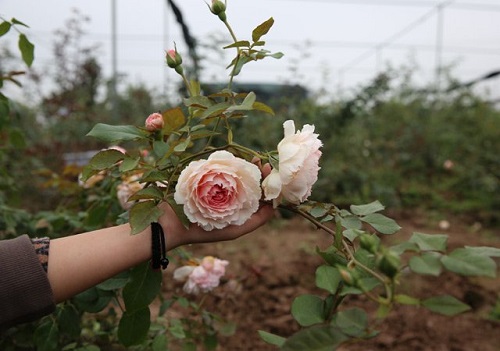 Chủ vườn hồng xinh đẹp tiết lộ bí quyết trị bệnh cho hoa - 4