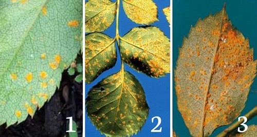 Chủ vườn hồng xinh đẹp tiết lộ bí quyết trị bệnh cho hoa - 6