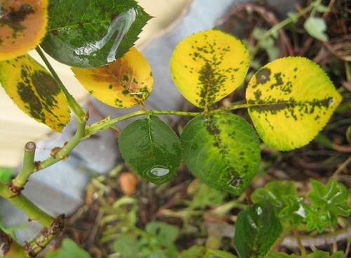 Chủ vườn hồng xinh đẹp tiết lộ bí quyết trị bệnh cho hoa - 7