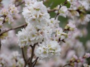 Tin tức - Hàng nghìn người đội mưa đến lễ hội hoa anh đào