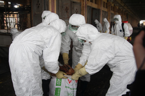 Phát hiện ca nghi nhiễm cúm A(H7N9), Hà Nội sẽ xử lý như thế nào? - 5