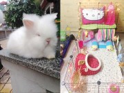 Nhà đẹp - "Phát hờn" với chú thỏ sang chảnh có tủ thay đồ, giường ngủ riêng ở Hà Nội
