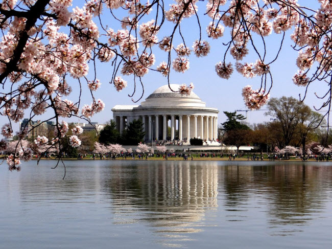 Lễ hội hoa anh đào quốc gia ở Washington, Mỹ, là một trong những địa điểm nổi tiếng nhất thế giới để chiêm ngưỡng hoa anh đào. Lễ hội được tổ chức nhằm mục đích chào mừng mối quan hệ hữu nghị giữa Nhật Bản và Mỹ.
