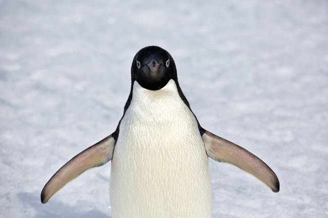 Nhiếp ảnh gia người Mỹ chụp cận cảnh một con chim cánh cụt ở Nam Cực.
