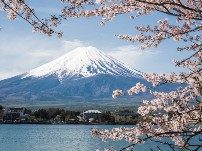 Hồ Kawaguchi gần núi Phú Sĩ ở Nhật Bản được coi là địa điểm lý tưởng nhất để chiêm ngưỡng vẻ đẹp của hoa anh đào.


