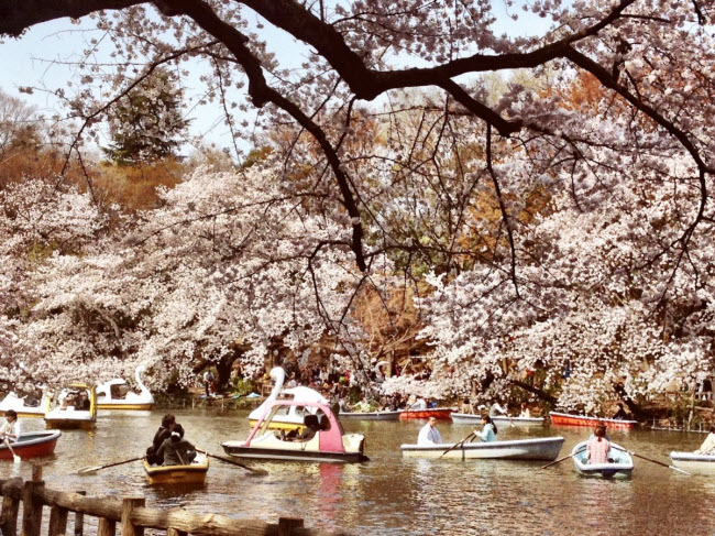 Hoa anh đào đã trở thành một phần quan trọng trong văn hóa Nhật Bản. Các sự kiện ngắm hoa anh đào diễn ra trên khắp Nhật Bản vào mùa xuân.
