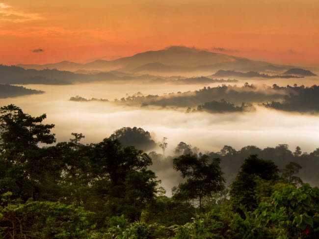 7. Thung lũng Danum, Malaysia: Nằm trên đảo Borneo, thung lũng Danum là khu rừng nhiệt đới nguyên sinh với một số ít du khách được phép khám phá khu vực này. Nếu có cơ hội tới đây, bạn có thể ngắm những loài động vật như đười ươi, báo mây, voi châu Á,…
