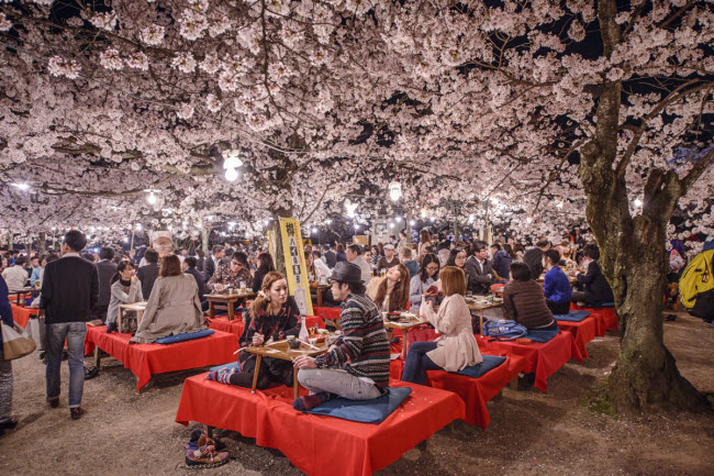 Kyoto là một trong những địa điểm diễn ra sự kiện ngắm hoa anh đào lớn nhất.

