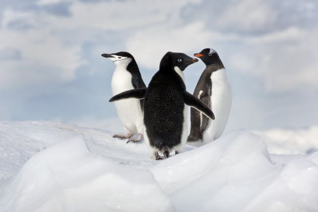 Những con chim cánh cụt dường như rất thích thú với trò trượt bằng bụng trên tuyết và lặn dưới nước băng lạnh giá.
