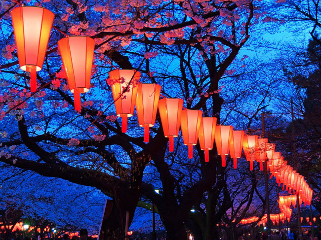 Người dân Nhật Bản treo những chiếc đèn lồng đỏ dưới cây hoa anh đảo vào mùa nở rộ.
