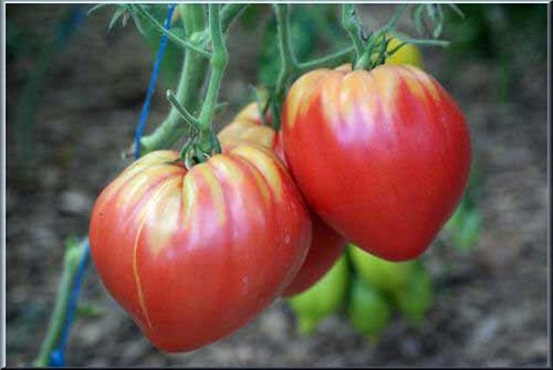 Trồng cà chua hình trái tim với amp;#34;người ấyamp;#34; để... tình yêu thăng hoa - 10