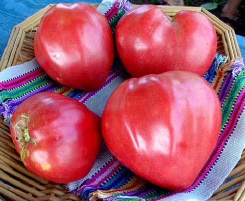 Trồng cà chua hình trái tim với amp;#34;người ấyamp;#34; để... tình yêu thăng hoa - 11