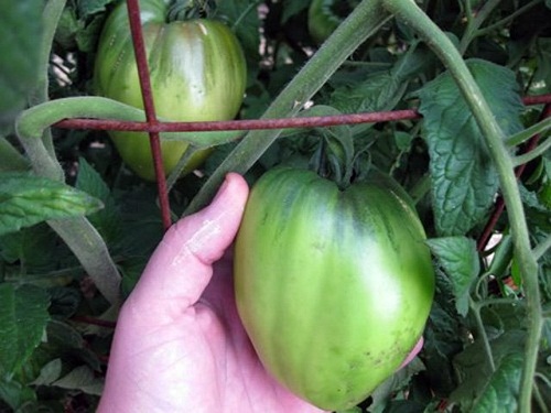 Trồng cà chua hình trái tim với amp;#34;người ấyamp;#34; để... tình yêu thăng hoa - 12