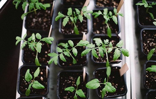 Trồng cà chua hình trái tim với amp;#34;người ấyamp;#34; để... tình yêu thăng hoa - 8