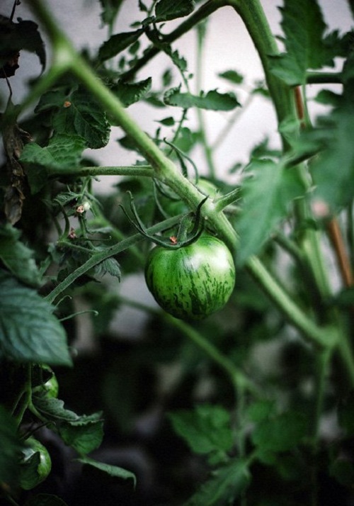 Trồng cà chua hình trái tim với amp;#34;người ấyamp;#34; để... tình yêu thăng hoa - 9